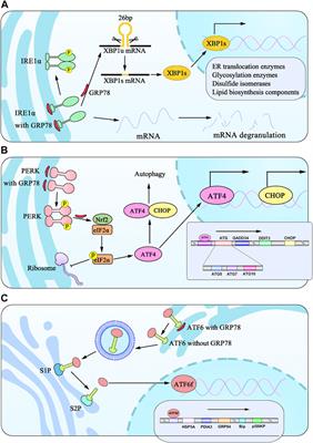 Endoplasmic Reticulum Stress of Gut Enterocyte and Intestinal Diseases